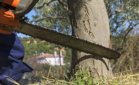 Валить деревья