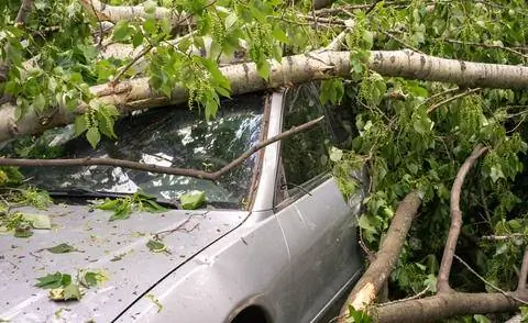 Упавшее дерево на машине