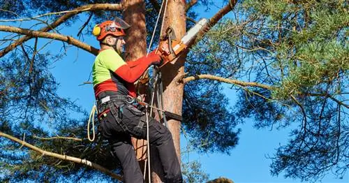 Когда можно рубить деревья? Правовая ситуация с первого взгляда