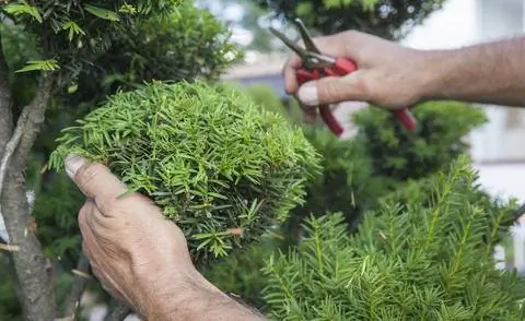 Тис (Taxus baccata)