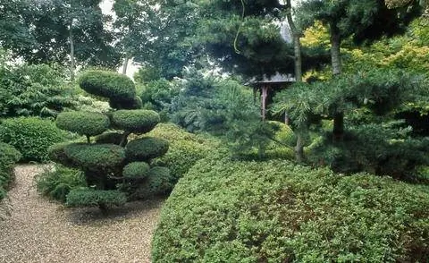 Ниваки в японском саду