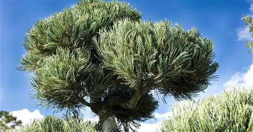 Ниваки: Так работает японское искусство топиари