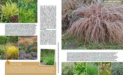 Чтение образца осоки