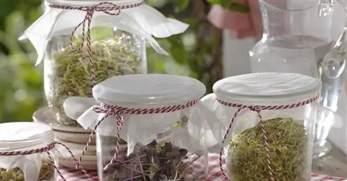 Банка для рассады: идеальна для выращивания рассады