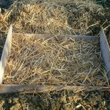 Накройте овощи в куче почвы соломой