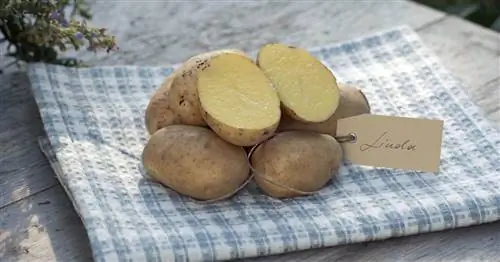 Восковидный картофель: 15 лучших сортов для огорода