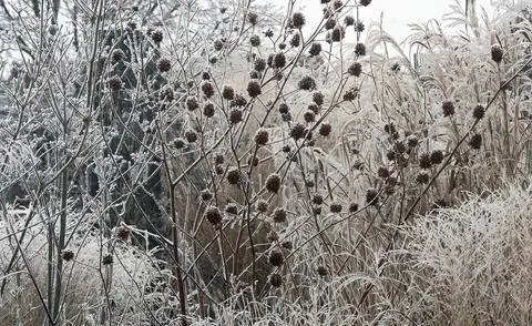 Семенные коробочки зимой