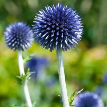 Чертополох