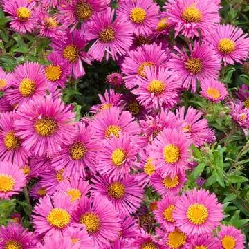 осенняя астра