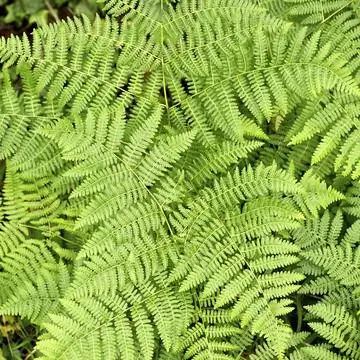 Вуд Леди Ферн