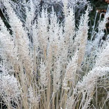 верховая езда