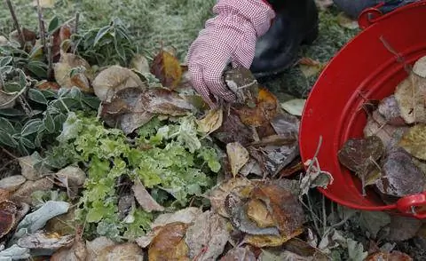 Защитите многолетники листвой