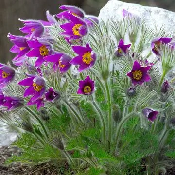 пастельные цветы