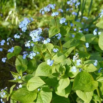 Кавказская незабудка