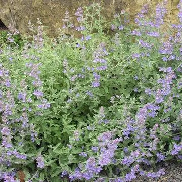 Голубая мята (Nepeta x faassenii)
