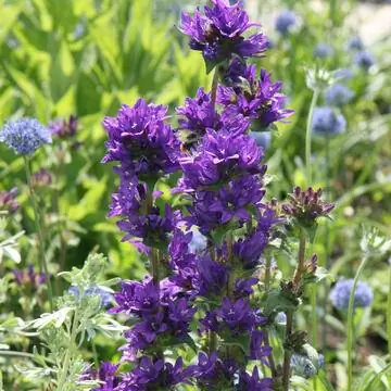 Букет колокольчика колокольчика клубочкового