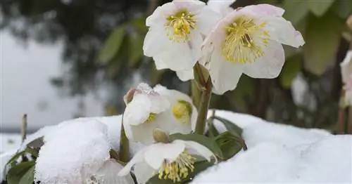 Выносливые многолетники: эти 10 видов выдерживают самые сильные морозы