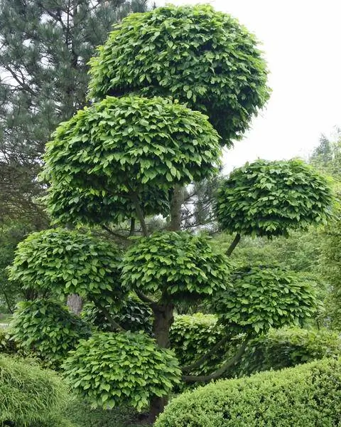 Граб приучен как садовый бонсай