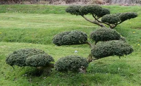 Тис как ярусный садовый бонсай