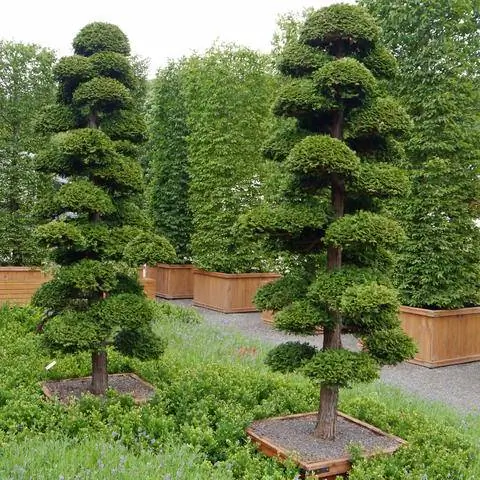 садовый бонсай