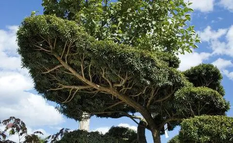 Садовый бонсай с ветвью в форме крыши