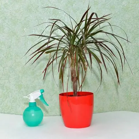 Если почва вокруг корневого кома слегка сухая, драконовому дереву нужна вода.