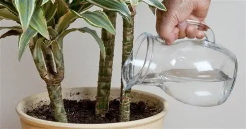 Правильно поливайте драконово дерево