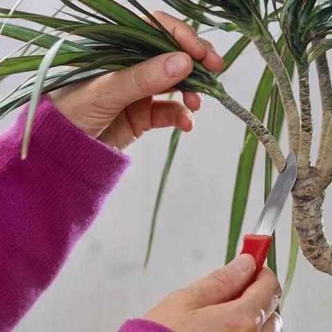 Обрезка драконьего дерева