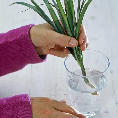 Поместите черенки драконьего дерева в стакан с водой.