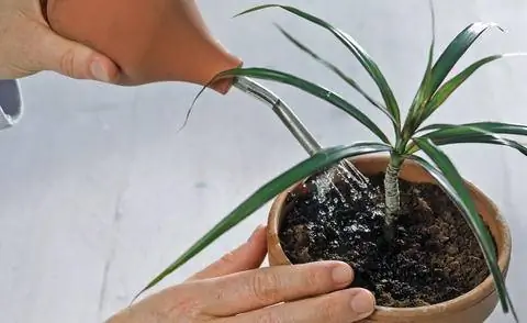 Полейте только что посаженные черенки драцены.