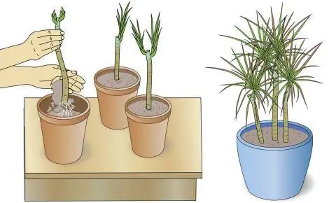 Посадить побеги драконьего дерева