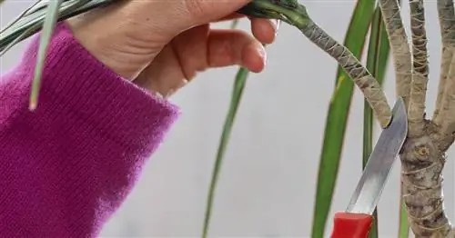 Размножение драконьего дерева: это так просто