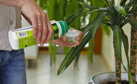 Удобрение драконьего дерева жидким удобрением для зеленых растений