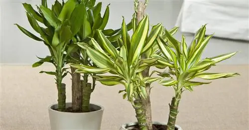 Удобрение драконьего дерева: правильная доза питательных веществ