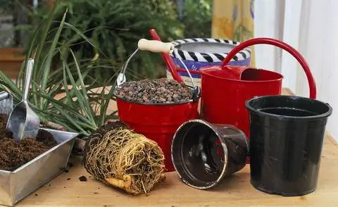 Материал для пересадки драцены