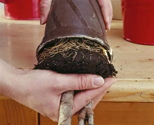 Освободите корневой ком от горшка