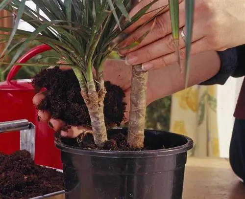 Заполните щель почвой для горшков