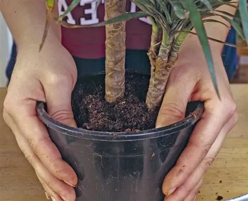 Придавите заполненную горшечную почву