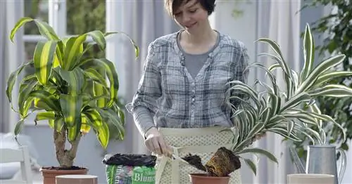 Пересадка драконового дерева – вот как это работает