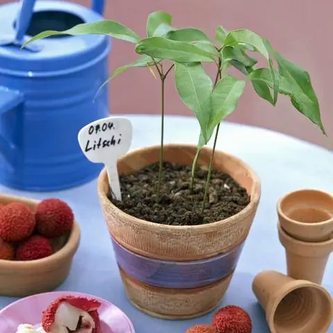 Молодые растения личи в горшке