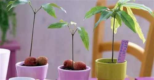 Посадка личи: Как вырастить растение личи