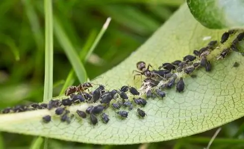 Тля и муравьи на листе