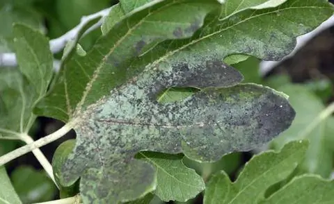 Черная ангина на фиговом листке