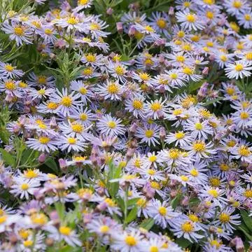 Дикая астра (Aster ageratoides 'Asran')