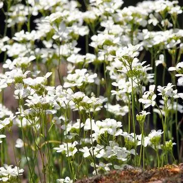 Кресс-салат (Arabis procurrens)