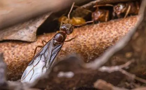 Самец муравья с крыльями