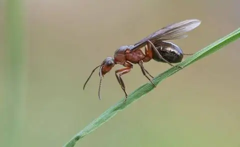 Молодая королева муравьев с крыльями