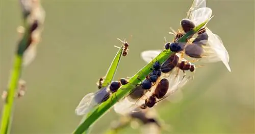 Эффективно боритесь с летающими муравьями