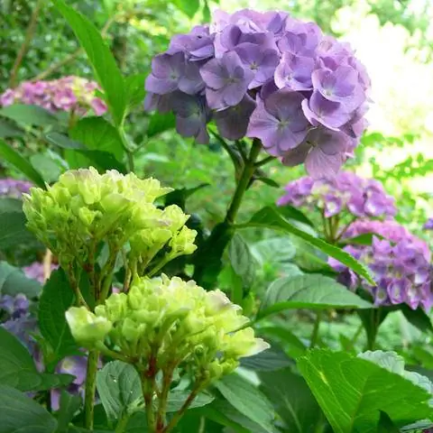 Гортензии содержат ядовитые вещества во всех частях растения.