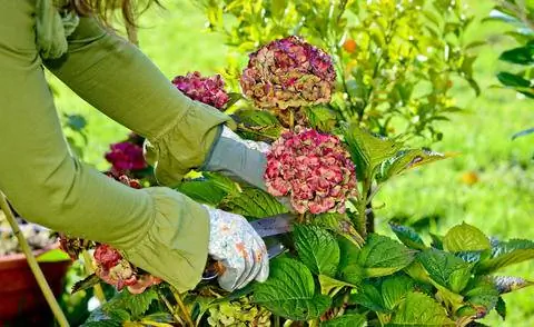 Надевайте перчатки при обрезке гортензии.